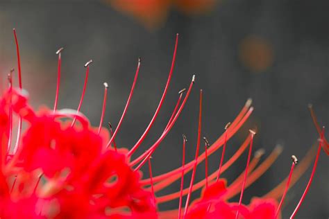 忘川河彼岸花|彼岸花（石蒜科石蒜属的多年生草本植物 ...